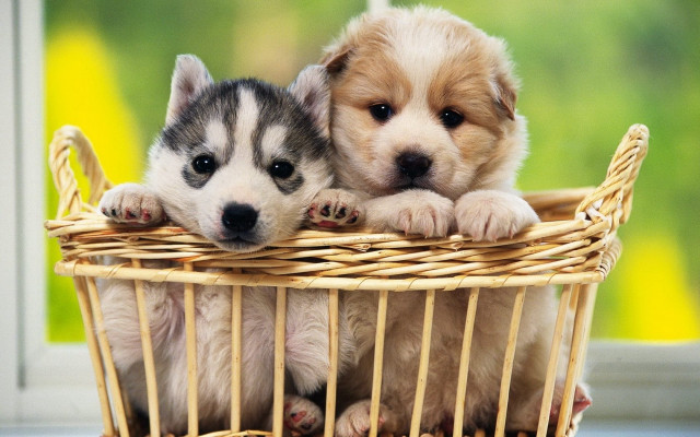 Puppies basket table window green free wallpaper for desktop - medium preview image