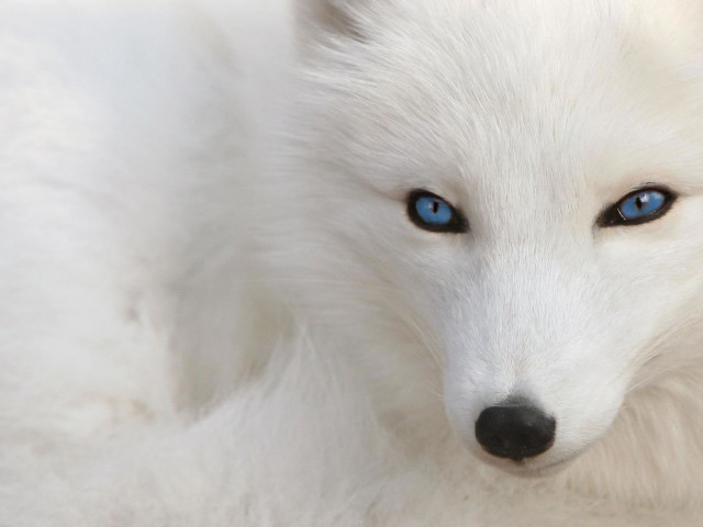White wolf blue eyes furry free wallpaper for desktop - medium preview image