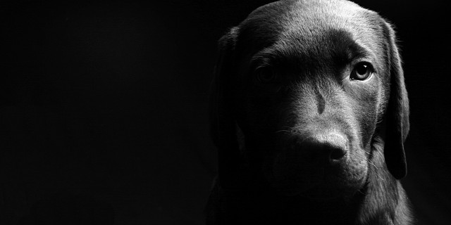 Black dog sad looking camera free wallpaper for desktop - medium preview image