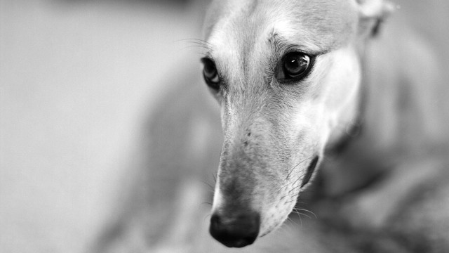 Dog closeup black white blurry free wallpaper for desktop - medium preview image