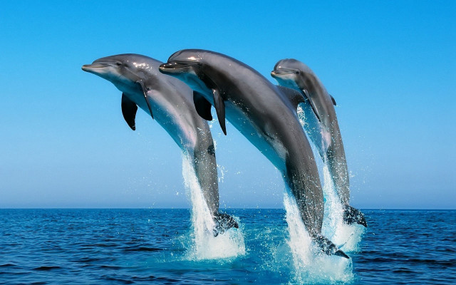 Dolphins jumping ocean blue sky #2 free wallpaper for desktop - medium preview image