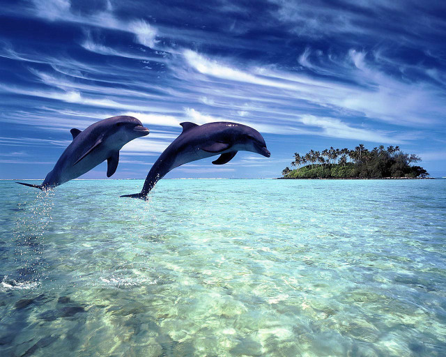 Dolphins jumping water island ocean #2 free wallpaper for desktop - medium preview image