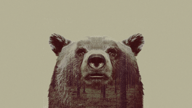 Bear tree sky clouds nature free wallpaper for desktop - medium preview image