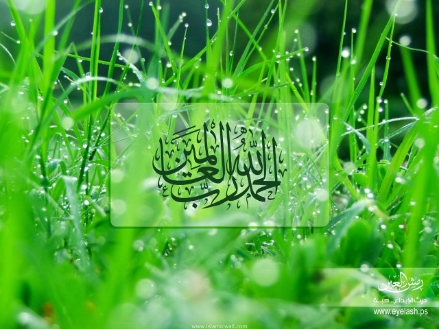 Grass water drops image free wallpaper for desktop - medium preview image