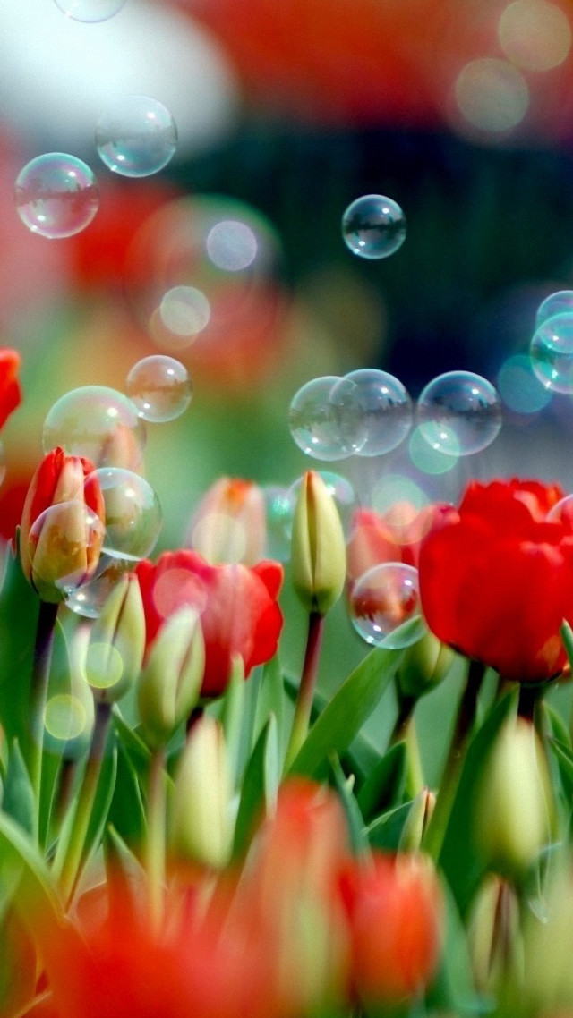 Red flowers bubbles floating blurry free wallpaper for mobile - medium preview image