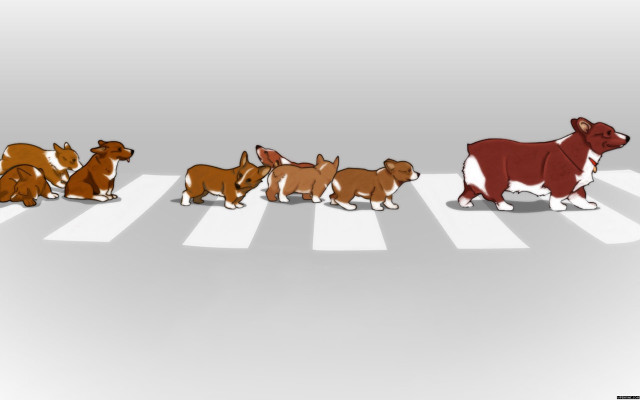 Dogs crosswalk group standing middle free wallpaper for desktop - medium preview image