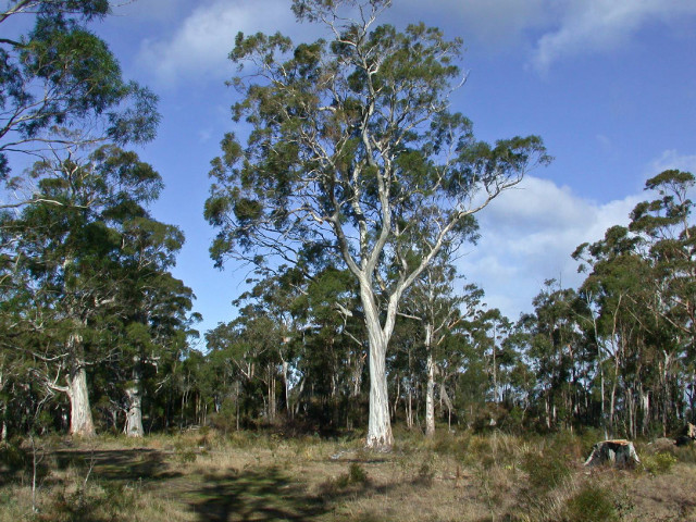Field trees tent sky background free wallpaper for desktop - medium preview image