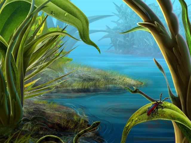 Swampy pond plants foreground background free wallpaper for desktop - medium preview image