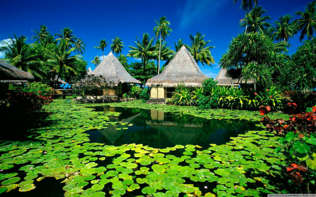 Pond lily pads thatched huts free wallpaper for desktop - medium preview image