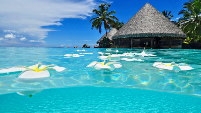 Tropical beach thatched roof flowers free wallpaper for desktop - medium preview image