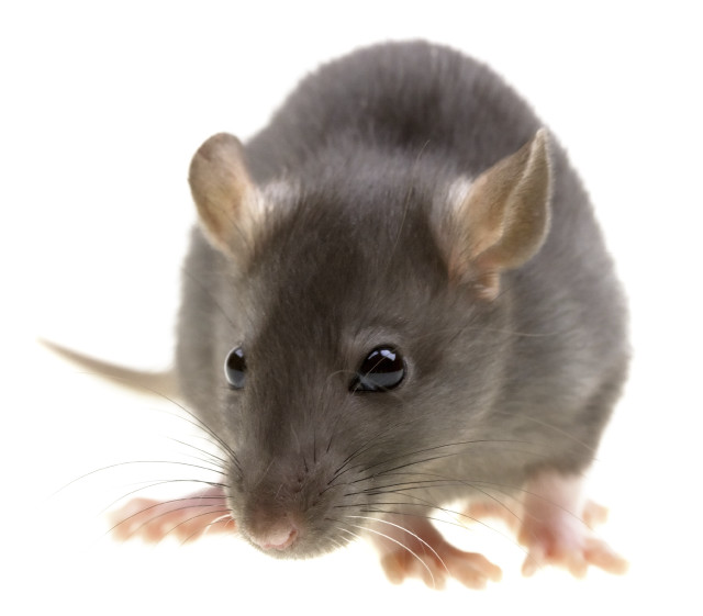Rat looking camera white background free wallpaper for tablet - medium preview image