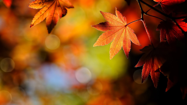Autumn leaves closeup blurry background free wallpaper for desktop - medium preview image