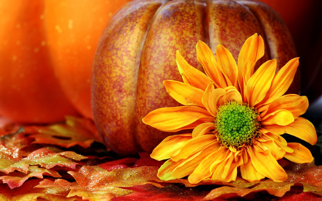 Yellow flower table pumpkin leaf free wallpaper for desktop - medium preview image