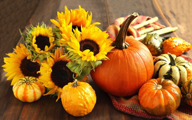 Pumpkins sunflowers squash table autumn free wallpaper for desktop - medium preview image