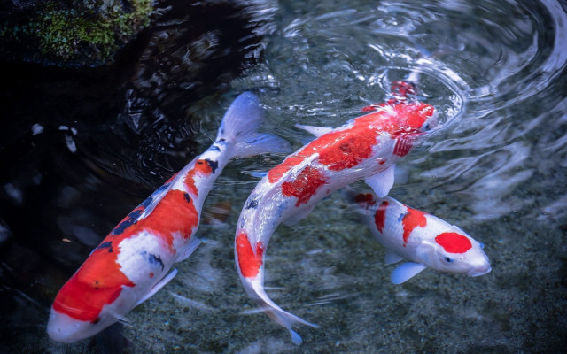 Koi fish swimming pond algae #3 free wallpaper for desktop - medium preview image