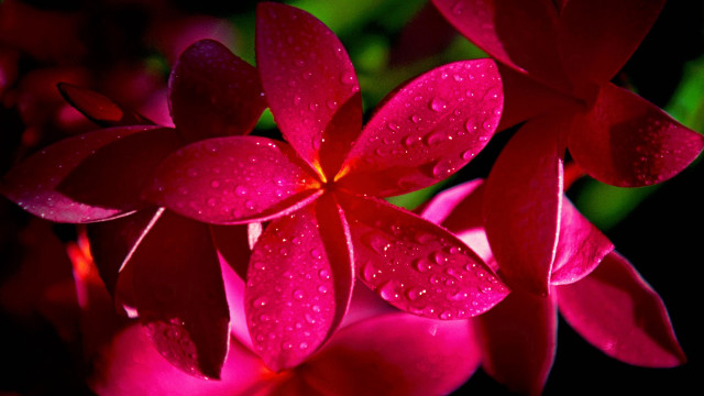 Close up flower water droplets #6 free wallpaper for desktop - medium preview image