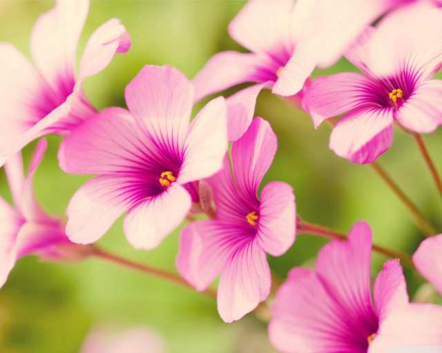 Pink flowers green background blurry #2 free wallpaper for desktop - medium preview image