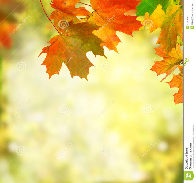 Autumn leaves colorful background blurry free wallpaper for tablet - medium preview image