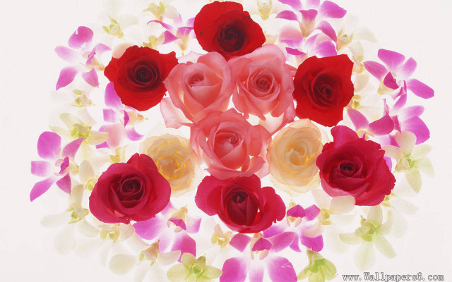 Red white roses pink yellow free wallpaper for desktop - medium preview image