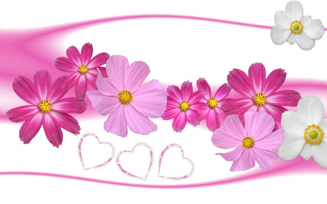 Pink white flower heart bg free wallpaper for desktop - medium preview image