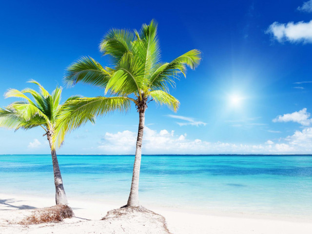 Palm trees beach sun clouds free wallpaper for desktop - medium preview image
