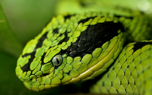 Green snake black spots resting free wallpaper for desktop - medium preview image