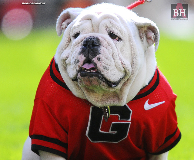 Bulldog red shirt number tongue free wallpaper for desktop - medium preview image