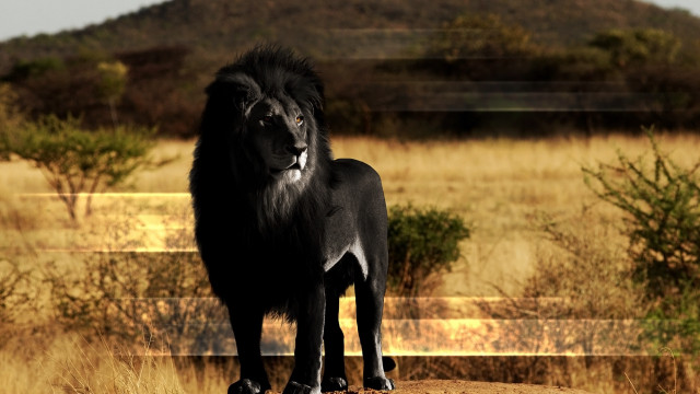 Black lion dirt road grass free wallpaper for desktop - medium preview image