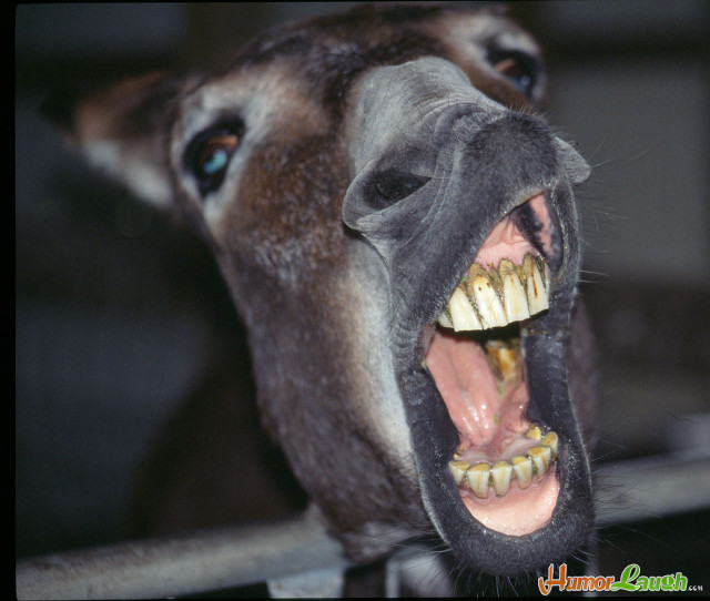 Horse mouth open teeth missing free wallpaper for desktop - medium preview image