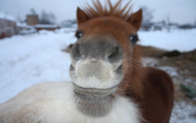 Horse white face brown nose free wallpaper for desktop - medium preview image