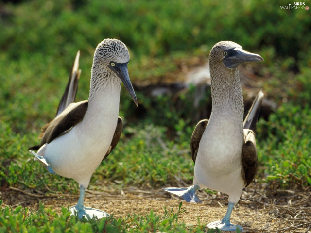 Two birds standing on grass free wallpaper for desktop - medium preview image