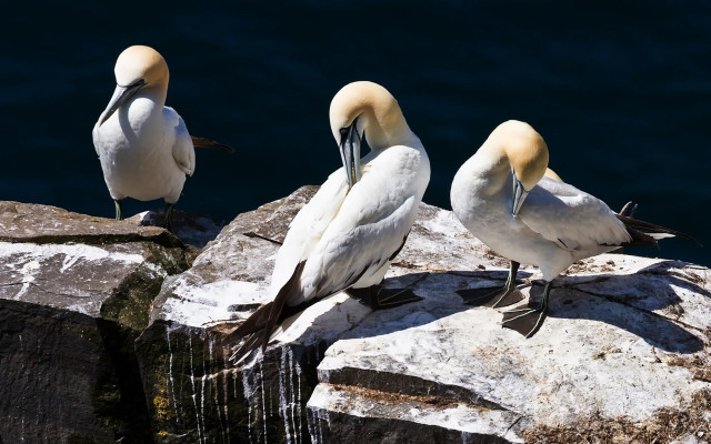 Three birds rock water camera free wallpaper for desktop - medium preview image