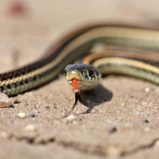 Snake eating carrot sand rocks free wallpaper for tablet - medium preview image