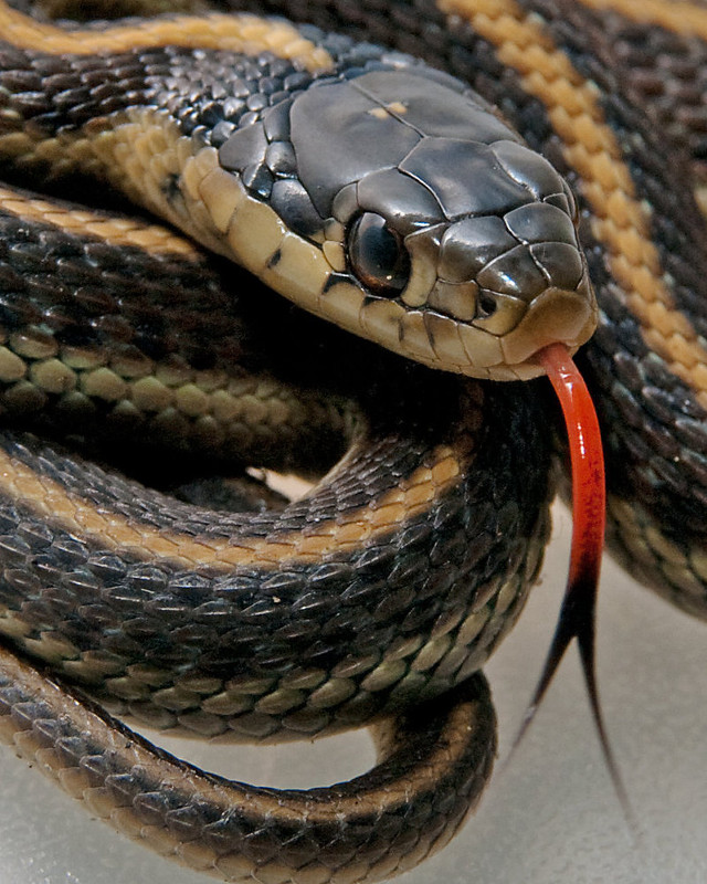 Snake red tongue sticking out free wallpaper for mobile - medium preview image