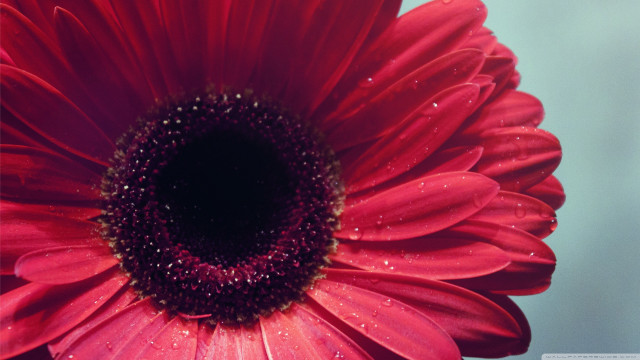 Red flower water droplets blue #3 free wallpaper for desktop - medium preview image