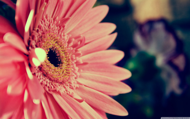 Pink flower yellow center green #20 free wallpaper for desktop - medium preview image