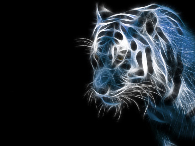 Blue tiger dark head turned free wallpaper for desktop - medium preview image