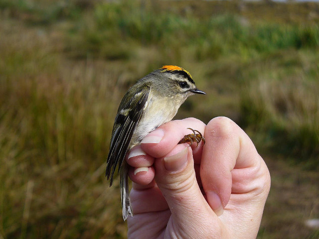 Small bird perched hand grass free wallpaper for desktop - medium preview image