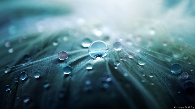 Leaf water droplets blue background #3 free wallpaper for desktop - medium preview image