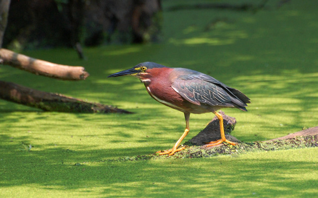 Bird log swampy green ecological free wallpaper for desktop - medium preview image