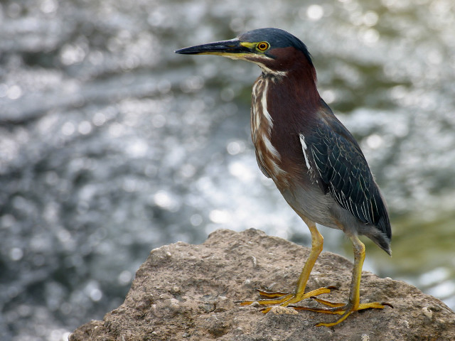 Bird rock water yellow beak free wallpaper for desktop - medium preview image