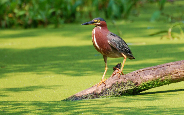 Bird log swamp water algae free wallpaper for desktop - medium preview image