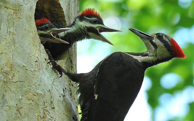 Two woodpeckers tree trunk looking free wallpaper for desktop - medium preview image