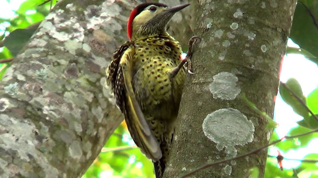 Bird perched tree branch forest #7 free wallpaper for desktop - medium preview image