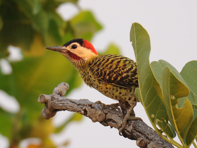 Bird red yellow black beak free wallpaper for desktop - medium preview image