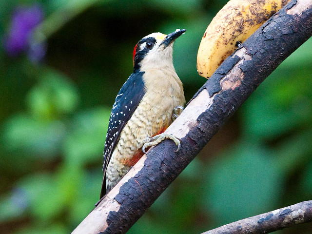 Bird branch banana blurry butterfly free wallpaper for desktop - medium preview image