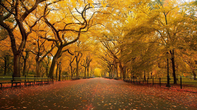 Fall road trees fence leaves #2 free wallpaper for desktop - medium preview image