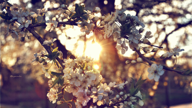 Tree white flowers sunlight blurry free wallpaper for desktop - medium preview image