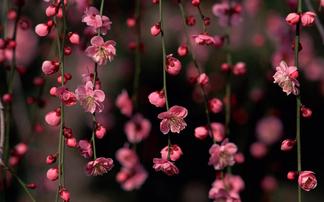 Pink flowers hanging tree branch #6 free wallpaper for desktop - medium preview image