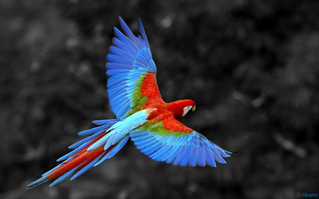 Colorful bird flying wings spread #5 free wallpaper for desktop - medium preview image